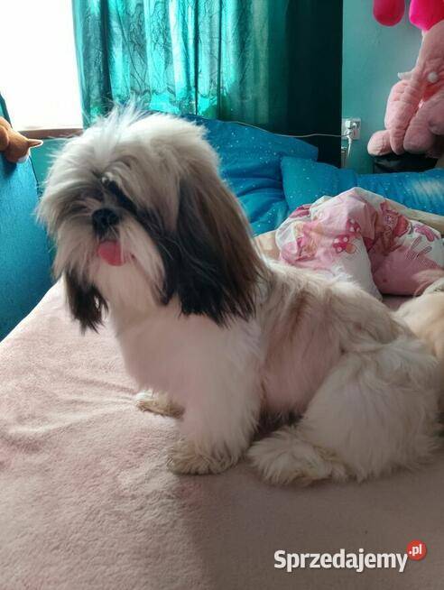 Sprzedam psa Shih tzu małopolskie Andrychów