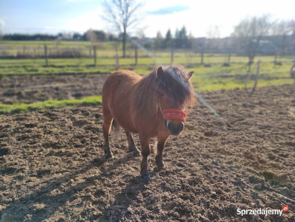 Zygzak wałach kuc szetlandzki Lubaczów