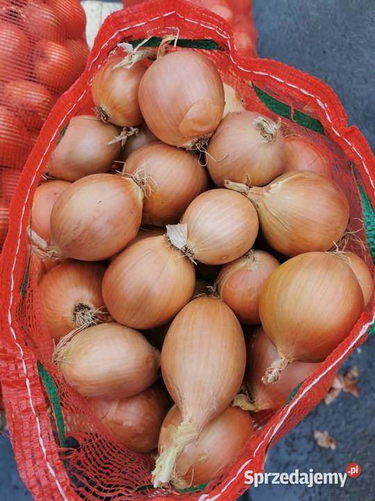Sprzedam cebulę Grójec
