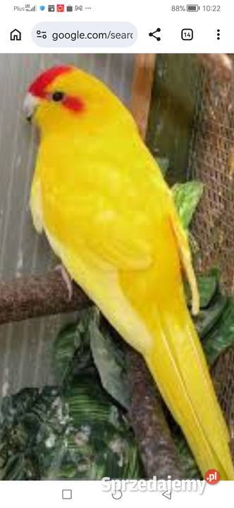 Papuga Papugi Kozie Żółte Modrolotka Para Samiec Ptaki Grodzisk Wielkopolski