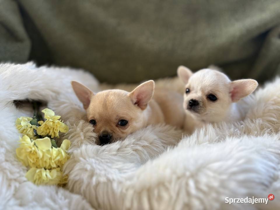 CHIHUAHUA PIĘKNE KRÓTKOWŁOSE SUNIE Warszawa
