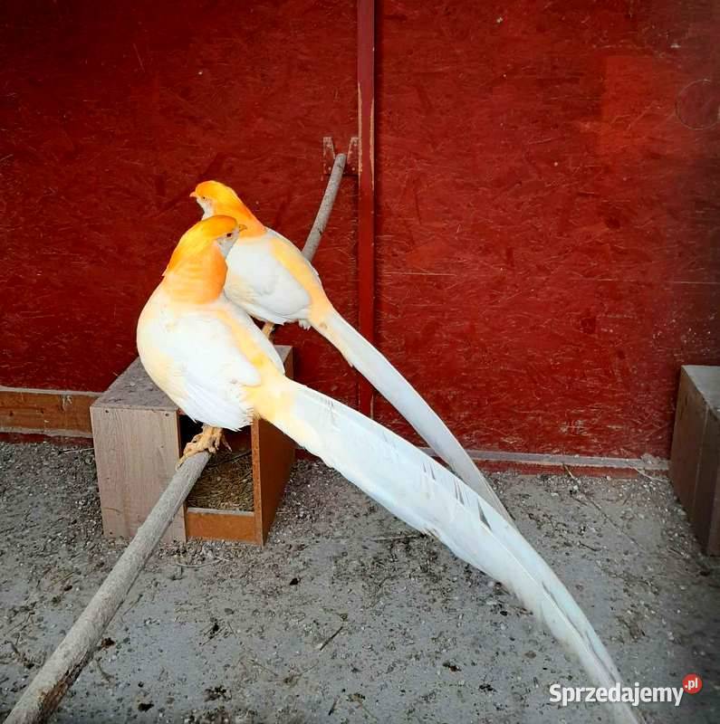 Sprzedam Bażanty bażantach brzoskwiniowych z wielkopolskie