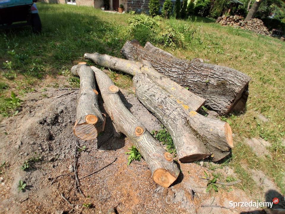 Drzewo orzech kłody Hrubieszów