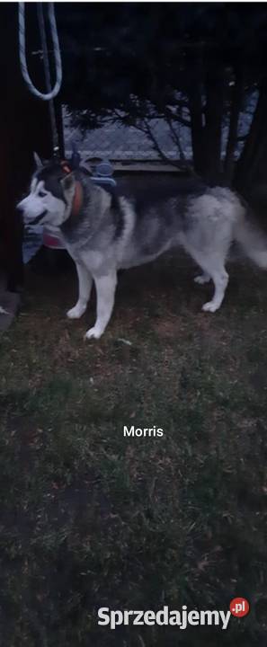 Reproduktor Syberian husky Krycie i reprodukcja Reda usługa dla zwierząt