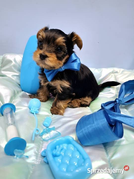 Śliczny piesek yorkshire terrier Brzeg Dolny