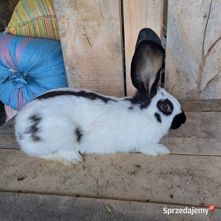Sprzedam króliki rasowe hodowlane tuszki Gryzonie Dubiecko