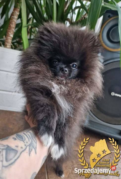 Pomeranian Szpic Miniaturowy Barcin