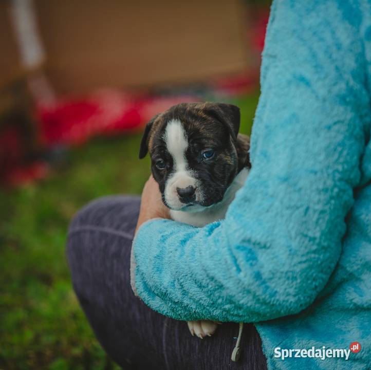 Sprzedam szczeniaki rasy Amstaff z rodowodem Skrzyszów