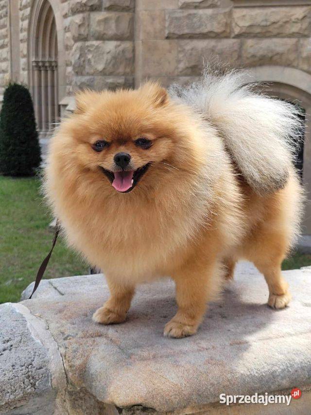 Piękne szczenięta szpic miniaturowy pomeranian Szpic miniaturowy śląskie Toszek