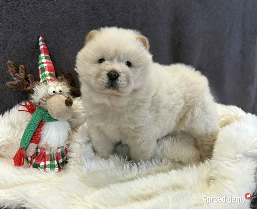 CHOW CHOW PIĘKNA SUNIA KREMOWA DO ODBIORU Warszawa
