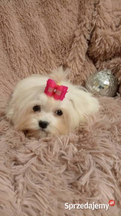 sunia maltańczykśliczna suczka maltańczyk mini 2 Rzeszów