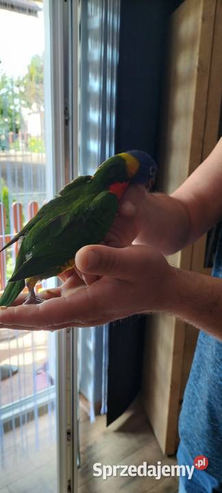 Lorysa 2024 oswojona śląskie Rybnik