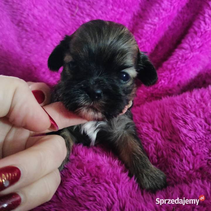 Suczka i pieski shih tzu do rezerwacji Łążynek