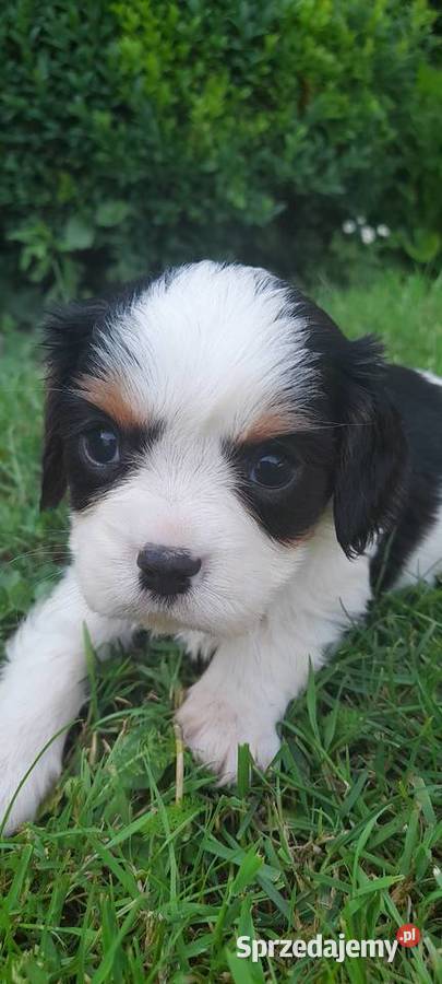 Suczka Cavalier king charles spaniel tricolor Katowice