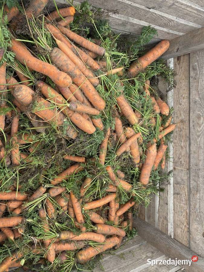 MARCHEW ODPADOWA Wójcin