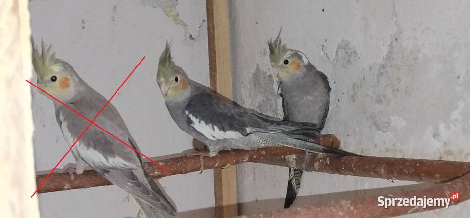 Papugi nimfy 25r Pruchna