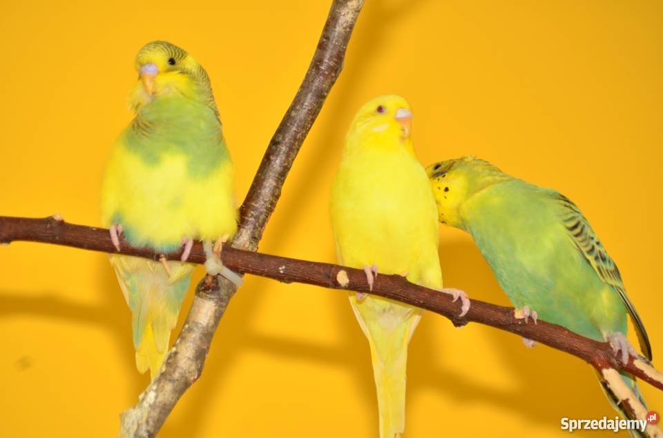 Papużki faliste papuga falista