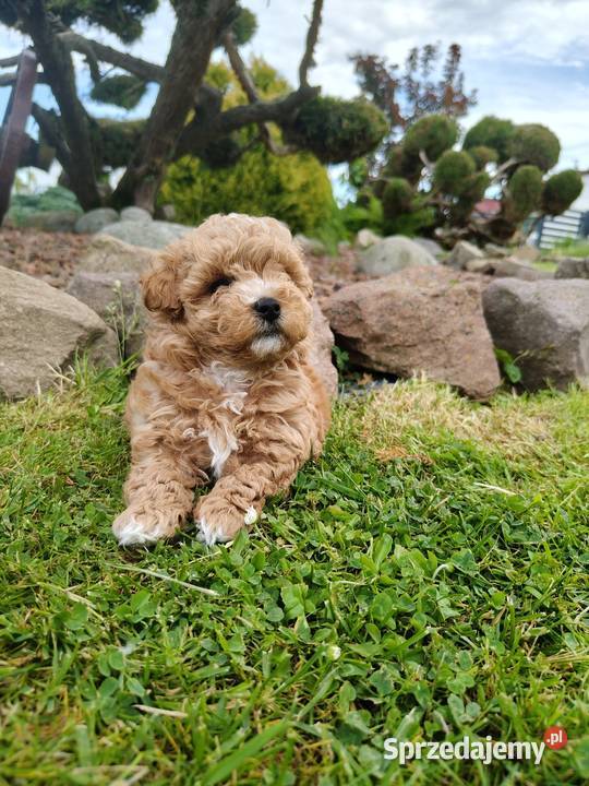 Szczenięta Maltipoo Maltańczyk Pudel Toy Zręcin