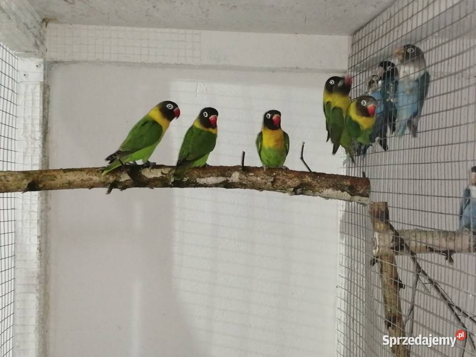 Nierozłączki czarnogłówki Ostrów Wielkopolski