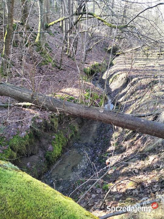 Las strumieniu Brzesko