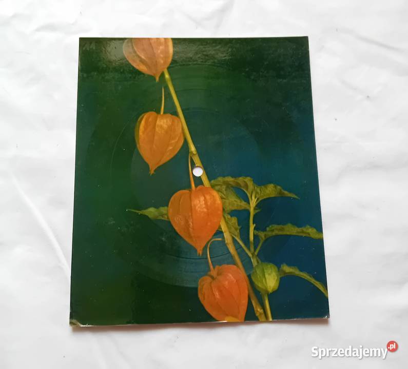 Pocztówka dżwiękowa Czerwonoczarni Nie bój się płyta winylowa wielkopolskie Koźminek