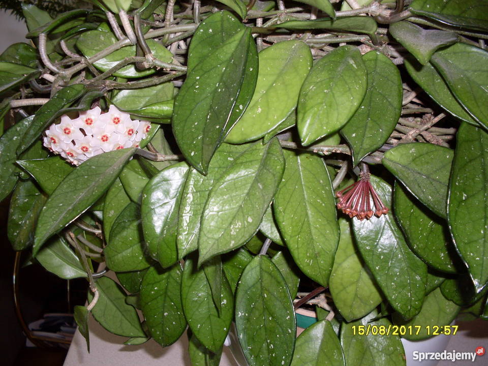 Kwiat Hoja woskownica kwitnąca odcienie zieleni