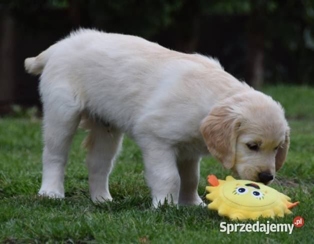 Golden retriever szczenięta ZKWP FCI Łochów sprzedam