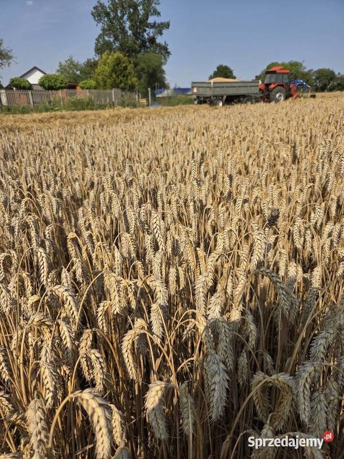 Sprzedam pszenice elektra Zboża Radomice