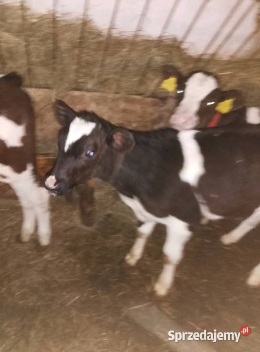 Jałoweczki do dalszego chowu Mzurowa