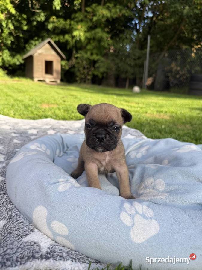 Buldog francuski Puszczykowo