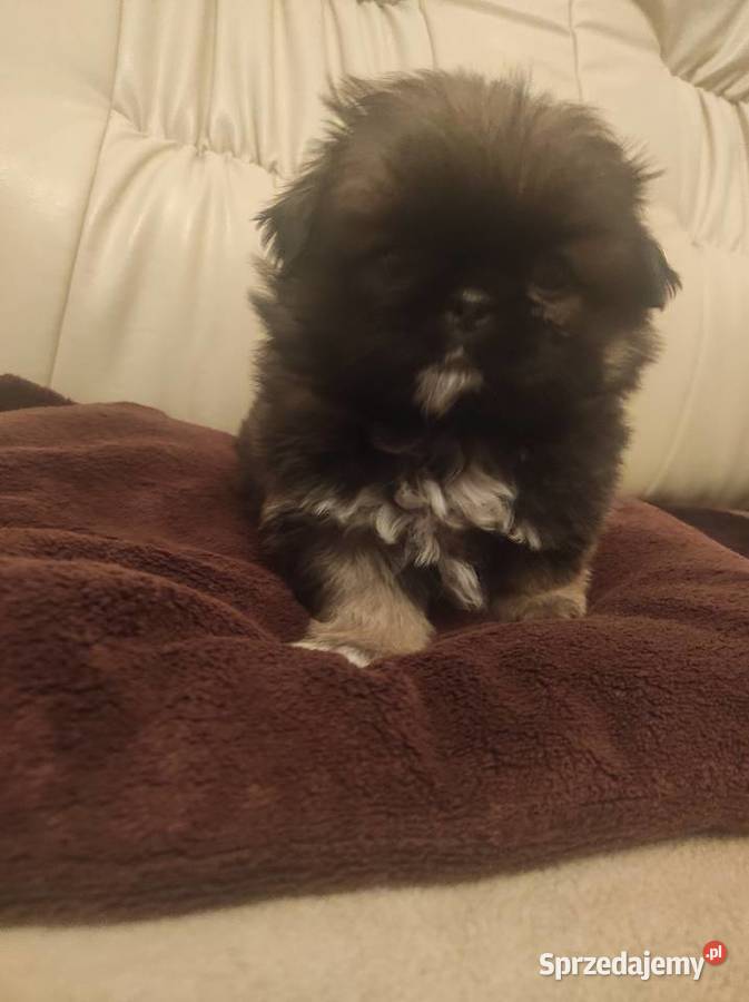 Śliczne Pekińczyki świętokrzyskie Baranów sprzedam