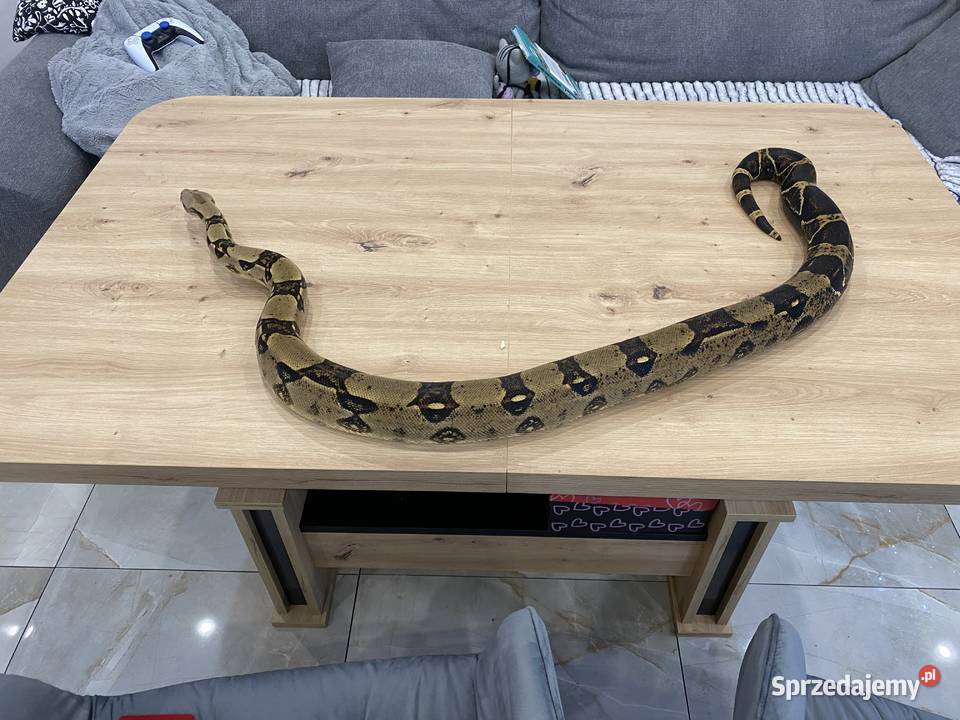 Sprzedam 2 węże Boa i zbożowy