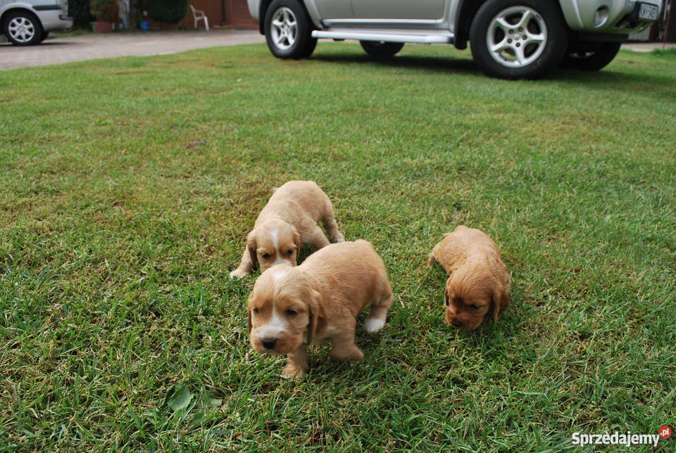 Cocker Spaniel szczeniaki