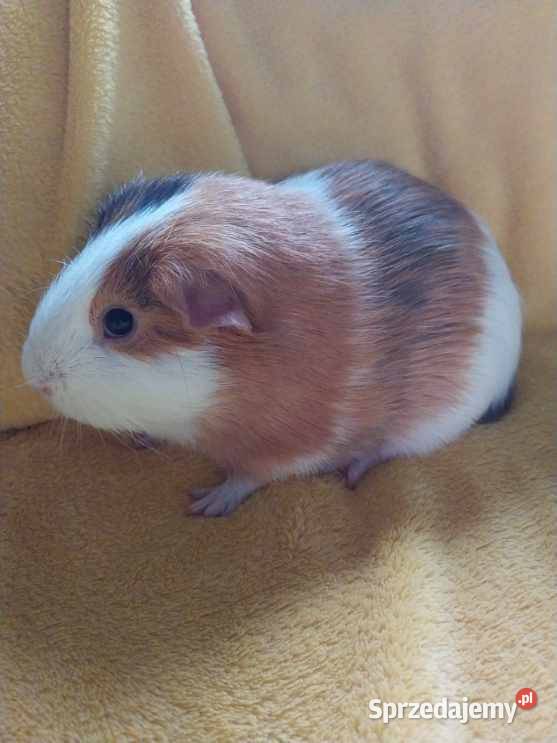 Samiec świnki morskiej 8 miesięczny Warszawa