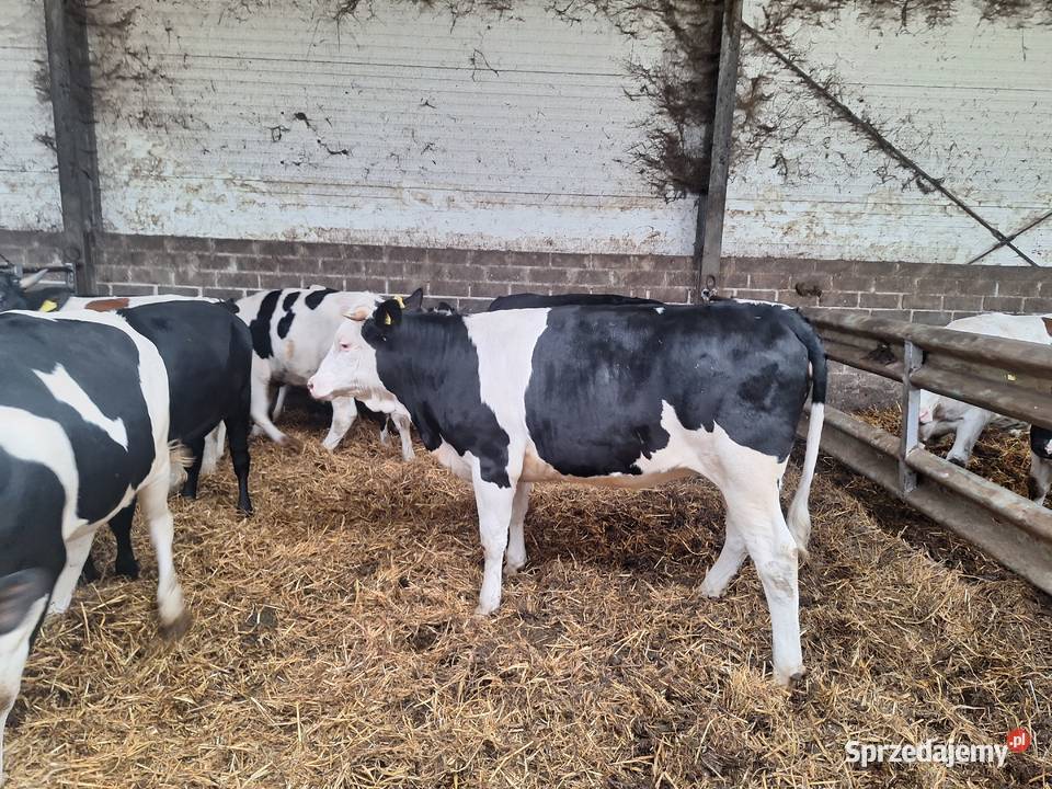 Sprzedam jalowice cielne