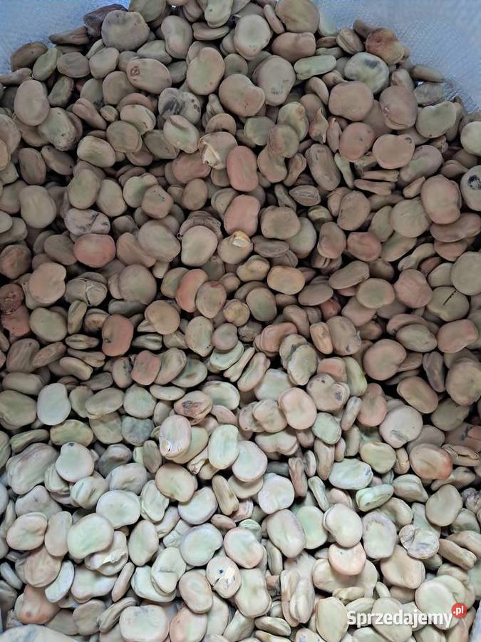 Bób Rambos Bizon sprzedam