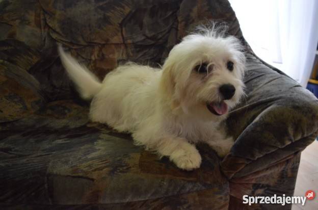 Maltipoo starsze szczeniaki 50 taniej na Konstantynów Łódzki sprzedam