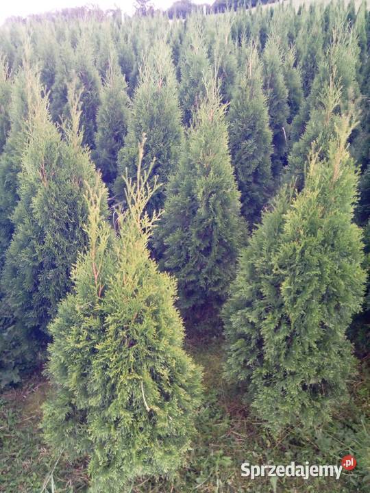 Tuja szmaragd tuje thuja smaragd szmaragdowa Gorlice