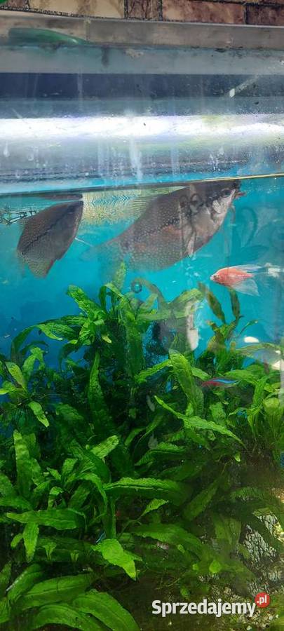 dorosłe gurami mozaikowe Zabrze