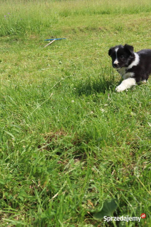 Border Collie przyjaciel zabawa Pozostałe Łomnica-Zdrój