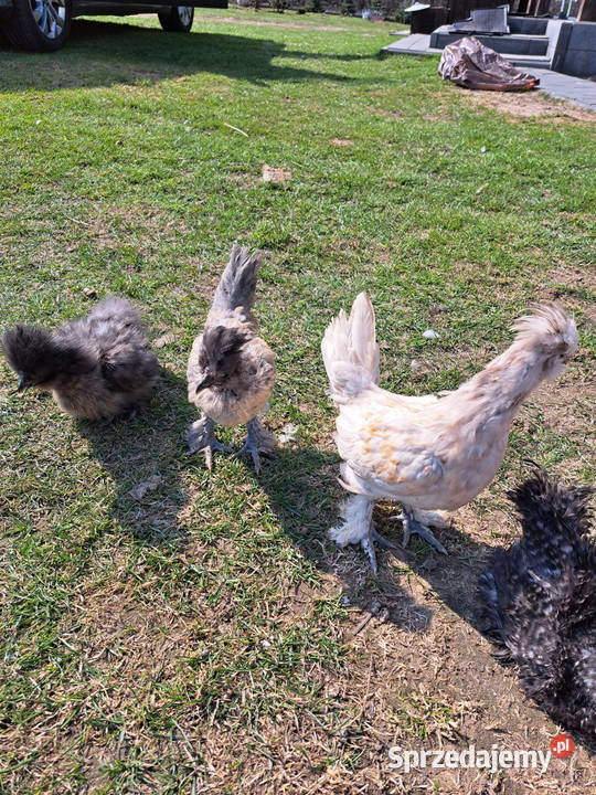 Sprzedam silki Ptaki Pepłowo sprzedam