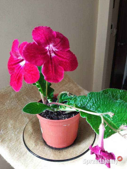 Skrętniki piękne kwiaty Kwitnące podlaskie Białystok