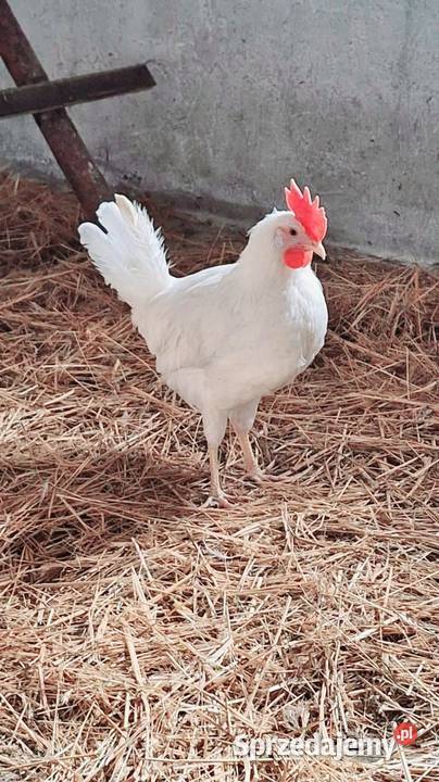 Koguty leghorn brakla srebrna