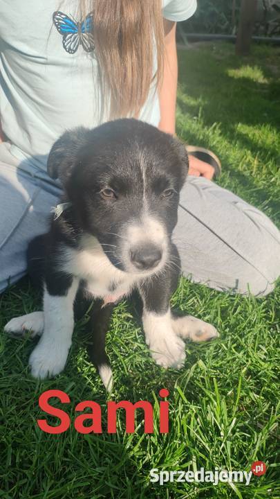 Szczeniaki border collie łódzkie Studzianna