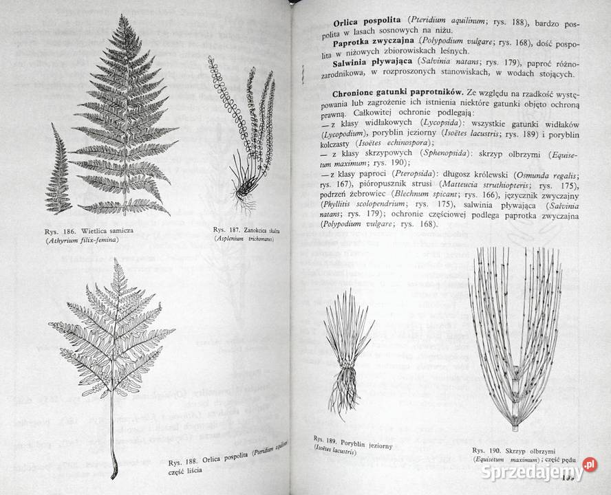 Biologia kl 1 LO M Podbielkowska Z Podbielkowski Rok wydania 1995 Chełm sprzedam