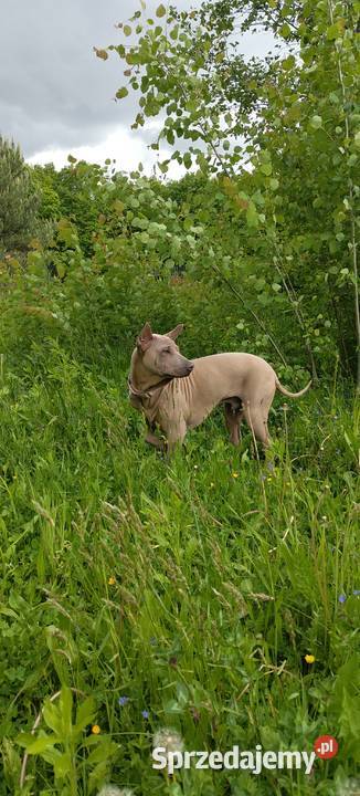Thai Ridgeback Dog dog thajski Pozostałe Tarnów