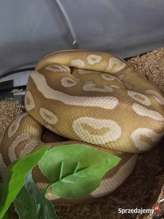 Pyton królewski python regius samiec banana Kraków