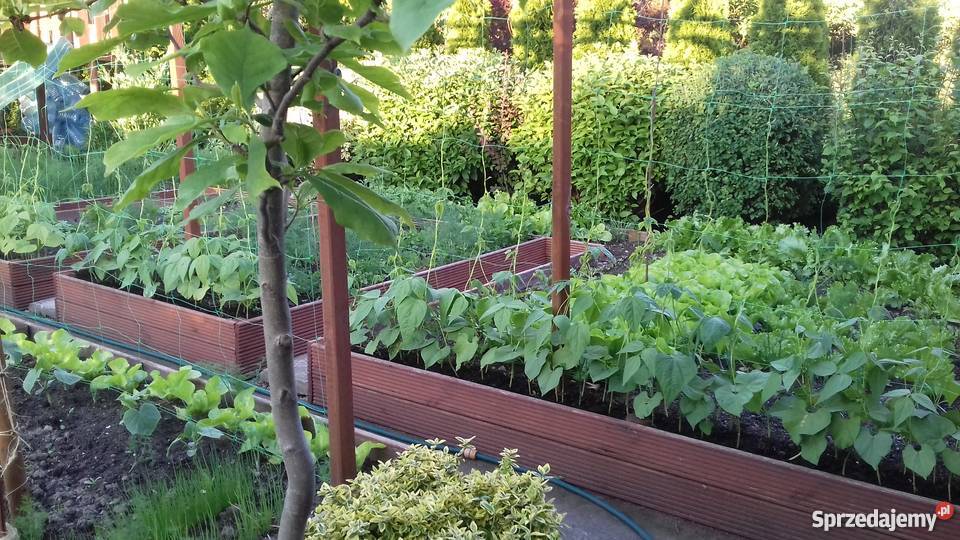 Działka na ROD pomorskie Człuchów