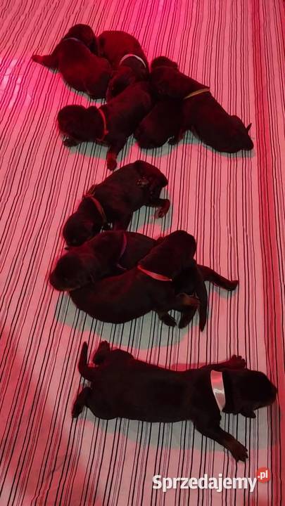 Rottweiler Szczeniaki ZKwPFCI Opatówek