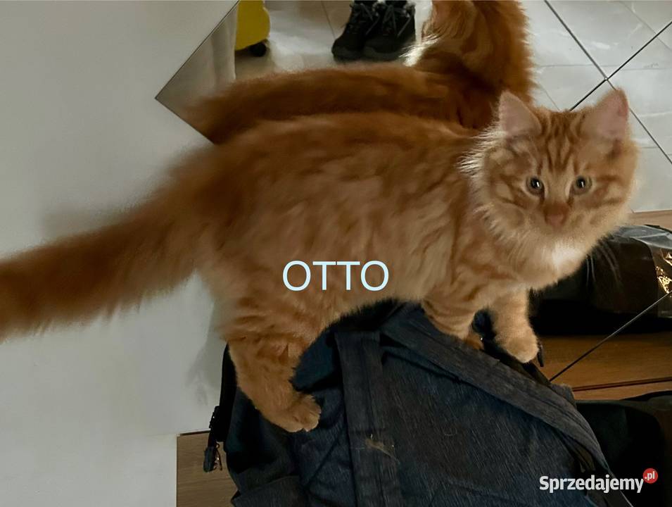 Rodowodowe kotki syberyjskie dolnośląskie sprzedam